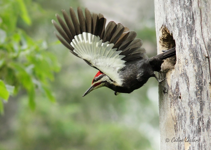 Grand Pic_8808 - Pileated Woodpecker