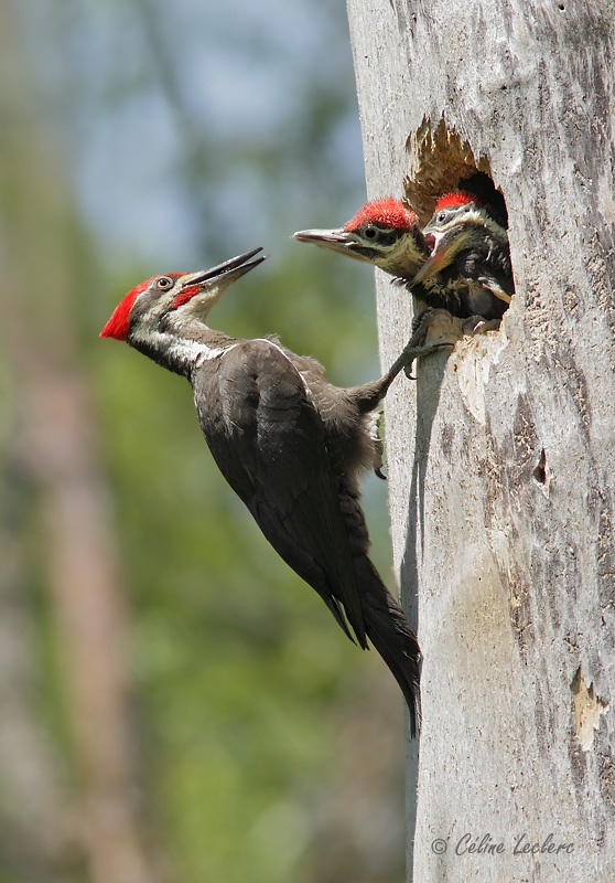 Grand Pic_7776 - Pileated Woodpecker young