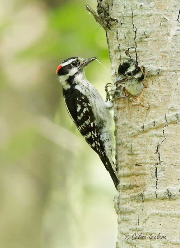 Pic mineur (juvnile)_9665 - Downy Woodpecker young