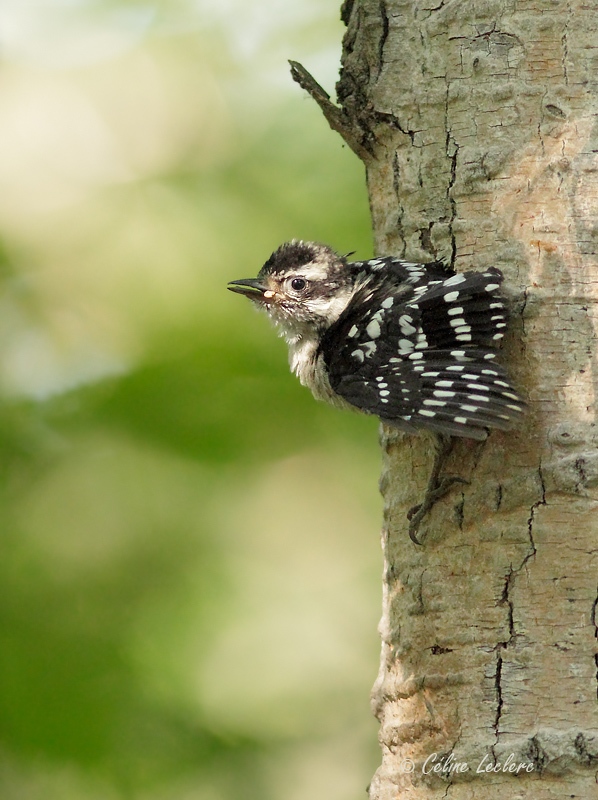 Pic mineur (juvnile)_9721 - Downy Woodpecker young