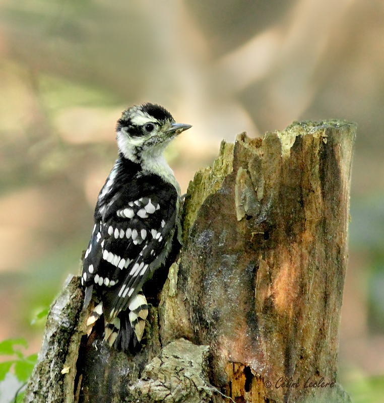 Pic mineur (juvnile)_9738 - Downy Woodpecker young