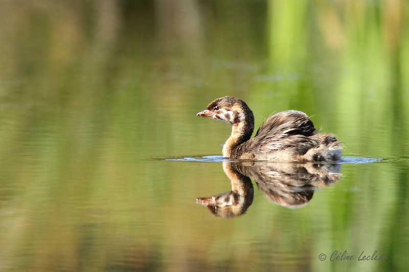 Grbe  bec bigarr (juvnile)_0009 - Pied-billed Grebe young