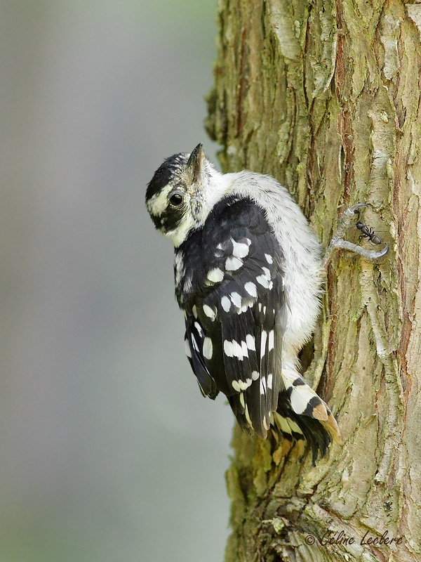 Pic mineur (juvnile)_9774 - Downy Woodpecker young