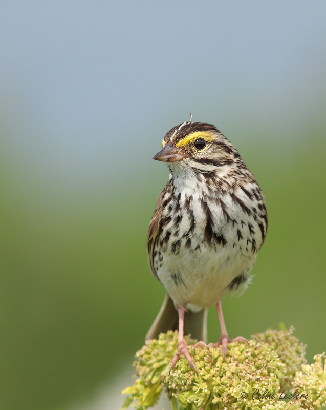 Bruant des prs_1566 - Savannah Sparrow