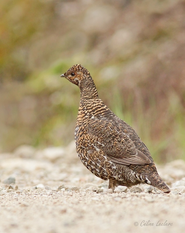Tétras du Canada_0640 - Spruce Grouse