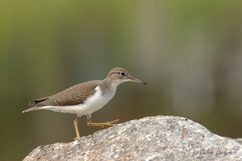 Chevalier grivel_7082 - Spotted Sandpiper