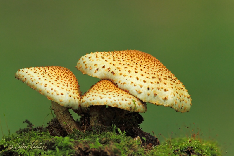 Champignons_1863 - Mushrooms