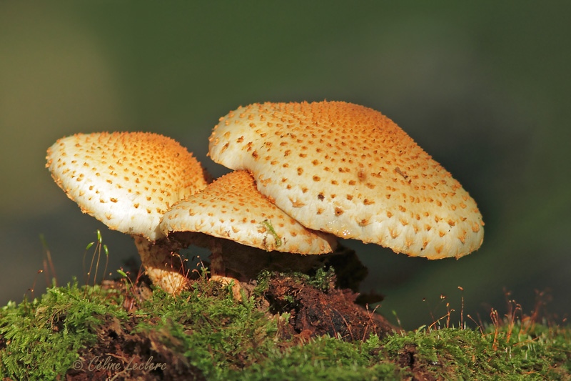 Champignons_1846 - Mushrooms