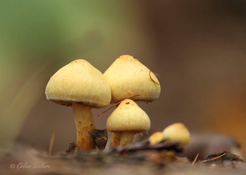 Champignons_2094 - Mushrooms