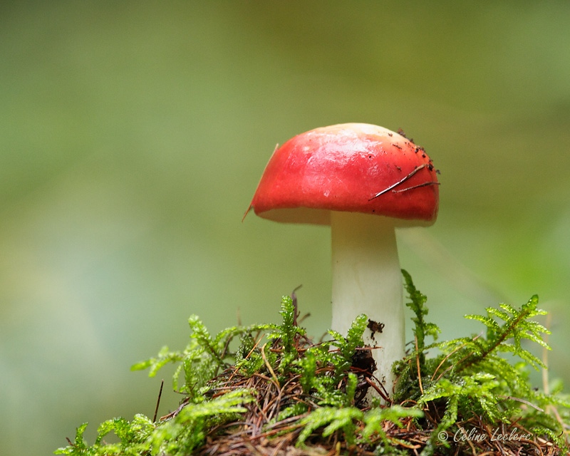 Champignon_2141 - Mushroom