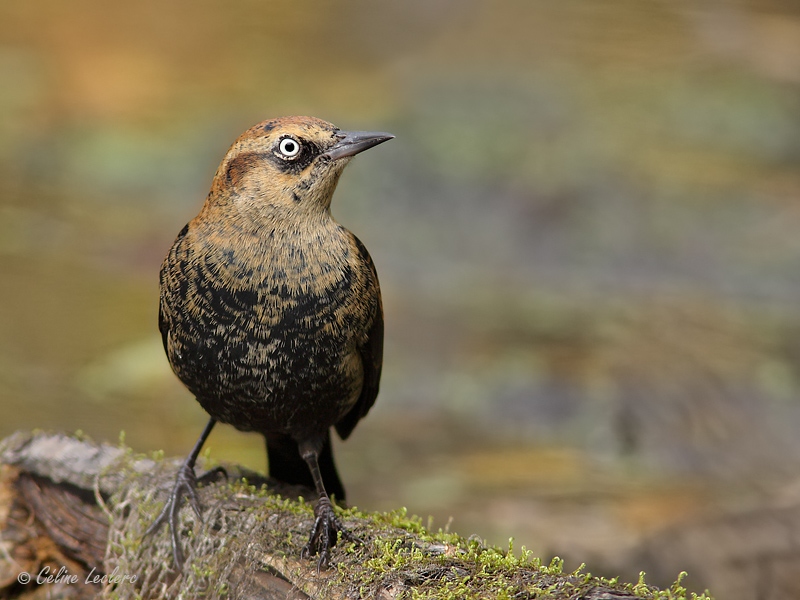Quiscale rouilleux_5056 - Rusty Blackbird