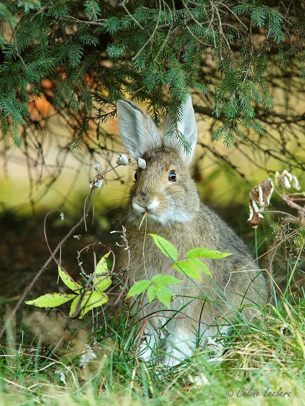 Livre dAmrique_2453 - Snowshoe Hare 