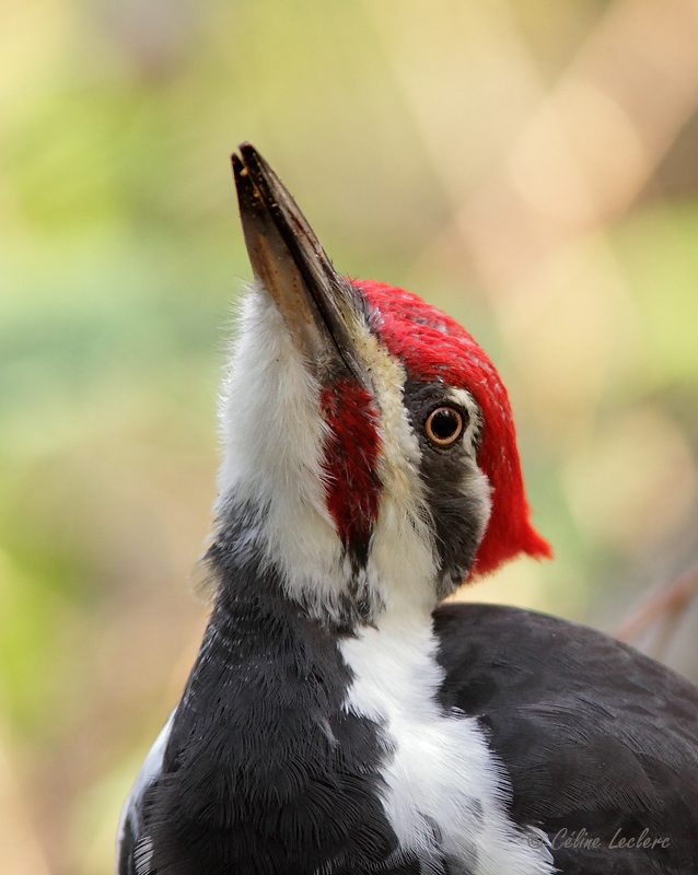 Grand Pic_3078 - Pileated Woodpecker