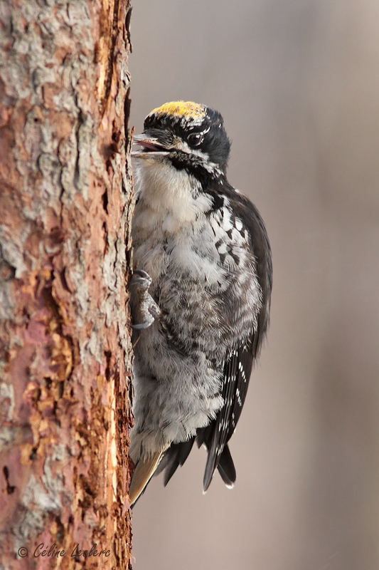 Pic  dos ray_3435 - American Three-toed Woodpecker