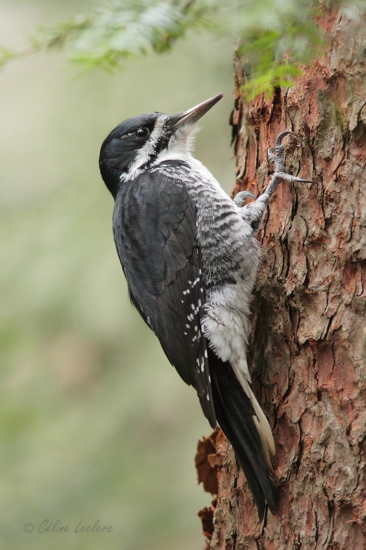 Pic  dos noir (femelle)_3796 - Black-backed Woodpecker (f)