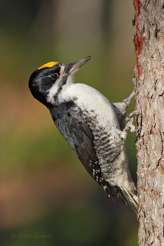 Pic  dos noir (mle)_4055.jpg - Black-backed Woodpecker (m)