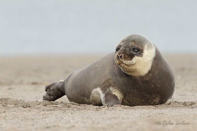 Phoque_4226.jpg - Seal