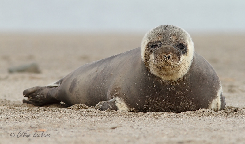 Phoque_4206.jpg - Seal