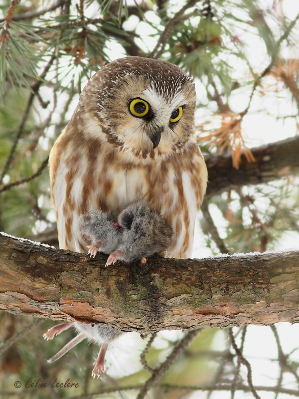 Petite Nyctale_4693 - Northern Saw-whet Owl