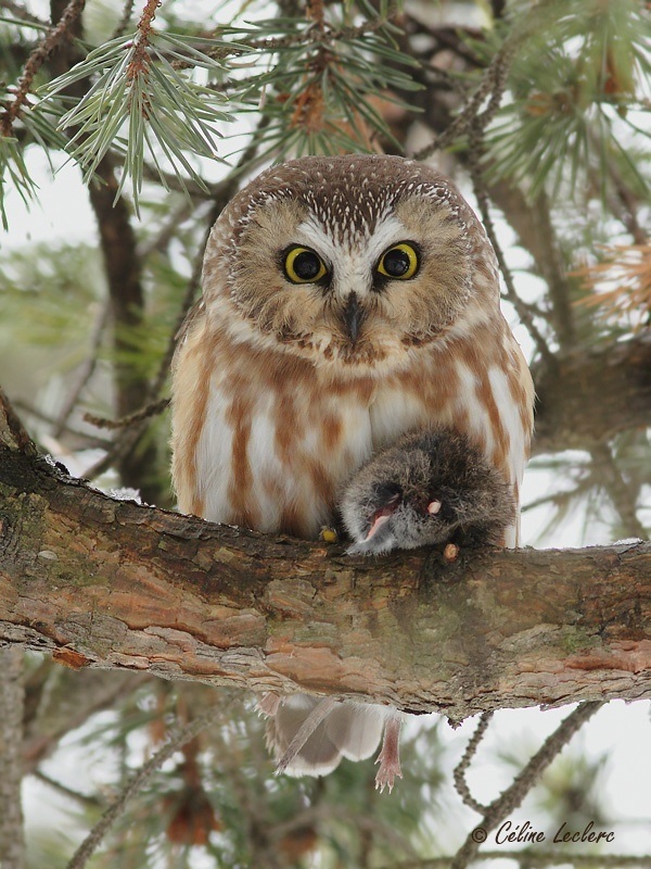 Petite Nyctale_4733 - Northern Saw-whet Owl