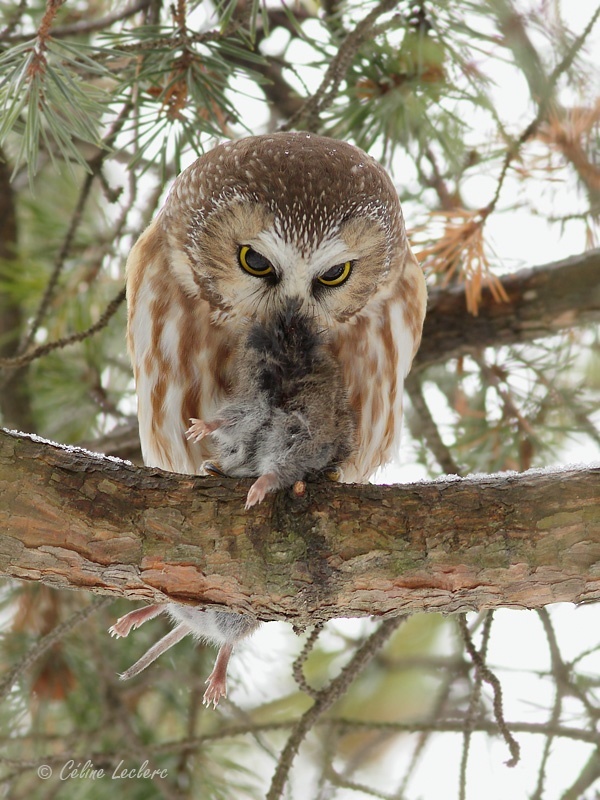 Petite Nyctale_4683 - Northern Saw-whet Owl