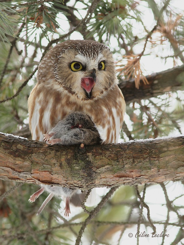 Petite Nyctale_4584 - Northern Saw-whet Owl