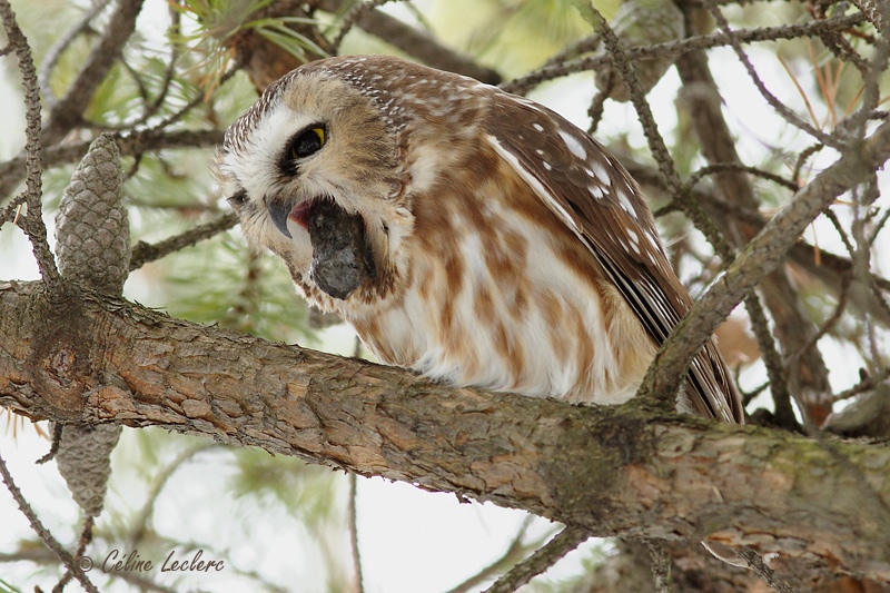 Petite Nyctale_5009 - Northern Saw-whet Owl