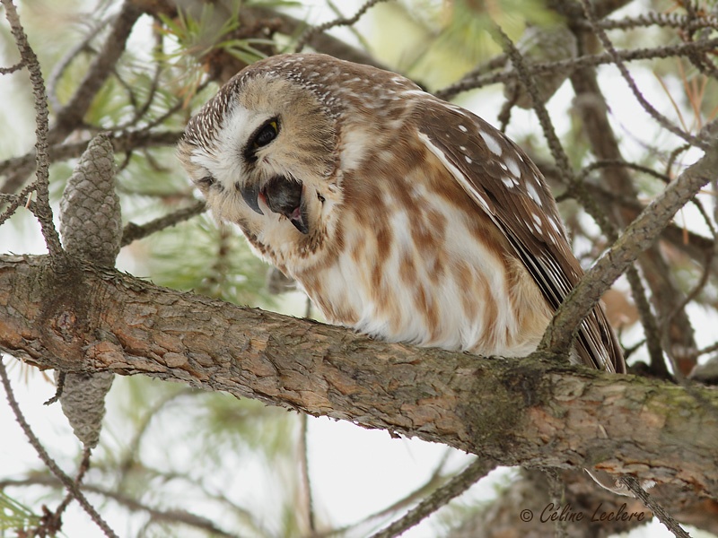 Petite Nyctale_5004 - Northern Saw-whet Owl