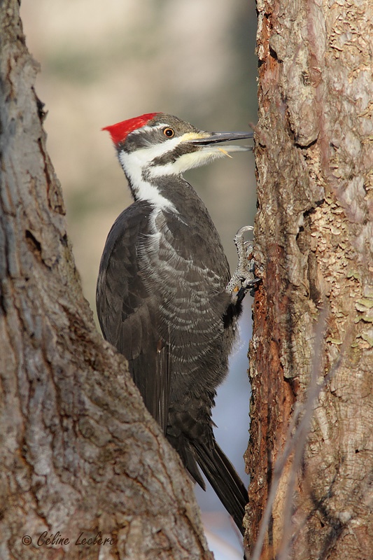 Grand Pic (f)_5482 - Pileated Woodpecker (f)