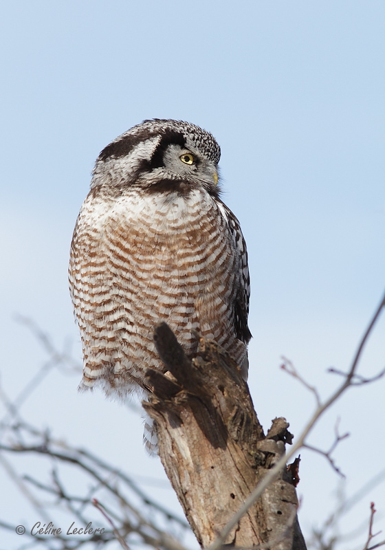 Chouette pervire_8762 - Northern Hawk Owl
