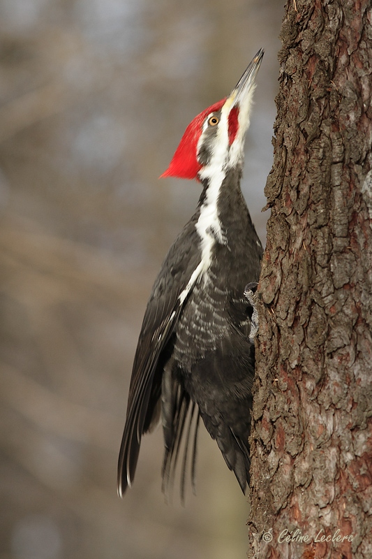 Grand Pic_4863 - Pileated Woodpecker 