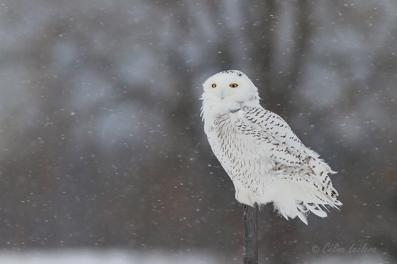 Harfang des neiges_5966 - Snowy Owl
