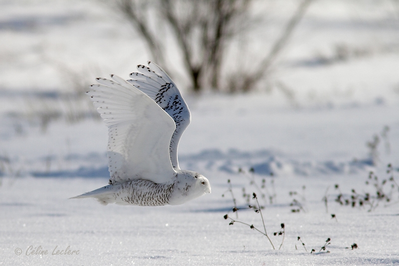 Harfang des neiges_5892 - Snowy Owl