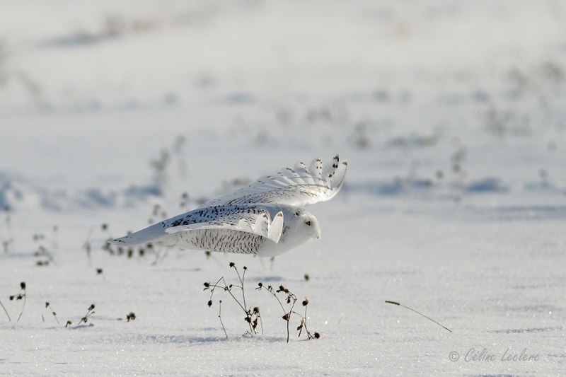 Harfang des neiges_5893 - Snowy Owl