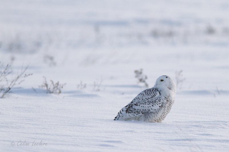Harfang des neiges_5880 - Snowy Owl