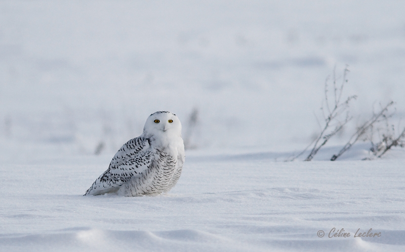 Harfang des neiges_5886 - Snowy Owl