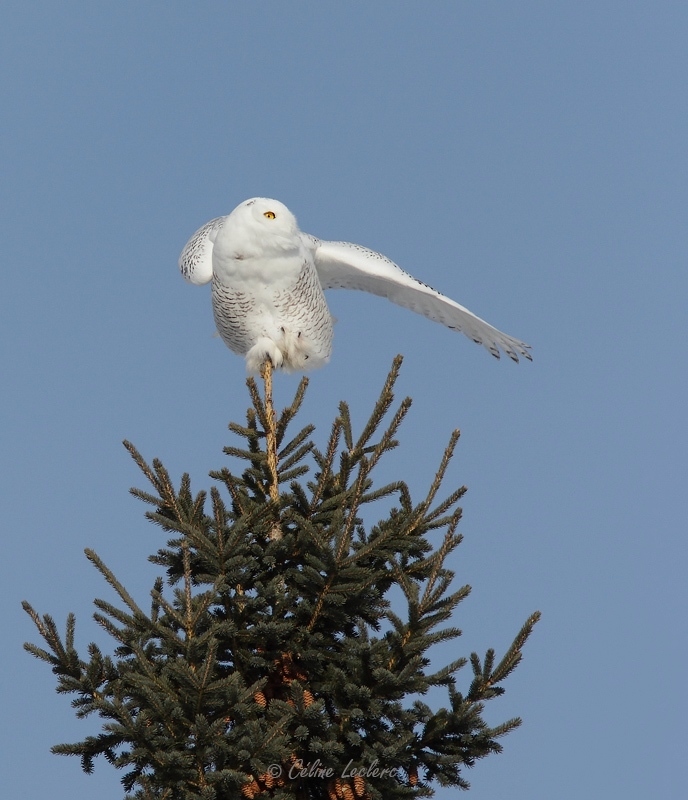 Harfang des neiges_5993 - Snowy Owl