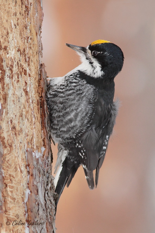 Pic  dos noir_6218 - Black-backed Woodpecker 