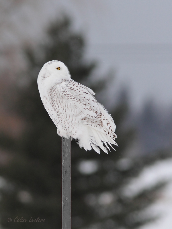 Harfang des neiges_5944 - Snowy Owl