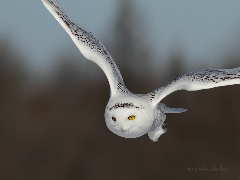 Harfang des neiges_6518 - Snowy Owl