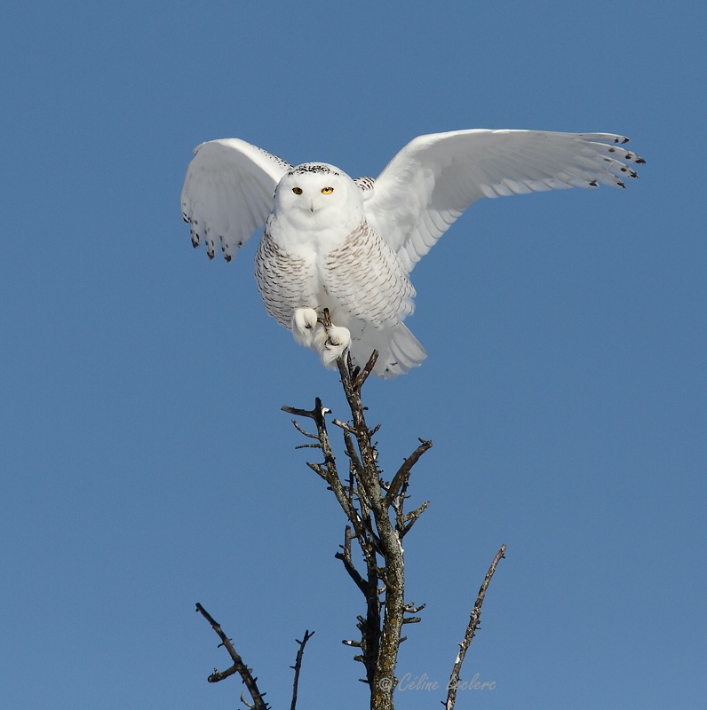 Harfang des neiges_6533 - Snowy Owl