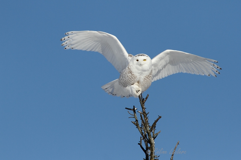 Harfang des neiges_6526 - Snowy Owl