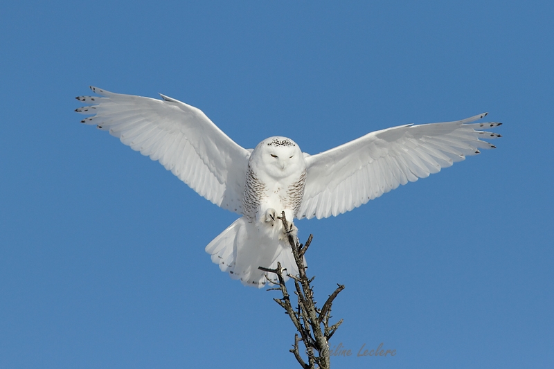 Harfang des neiges_6484 - Snowy Owl