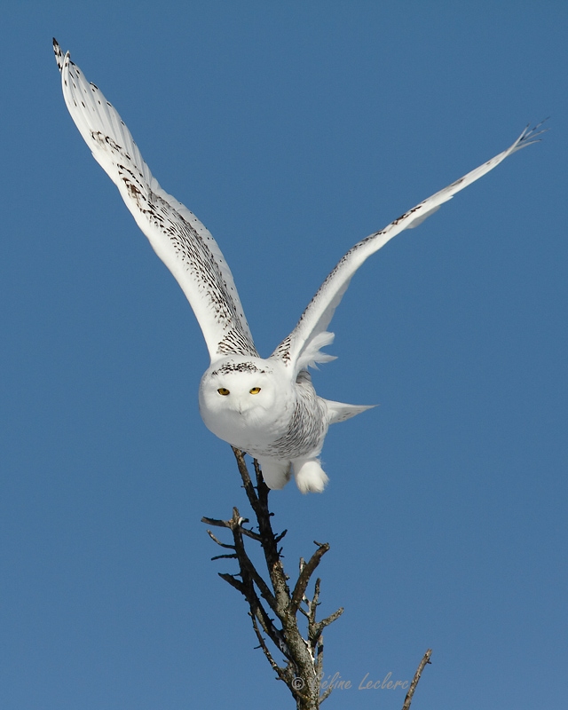 Harfang des neiges_6443 - Snowy Owl