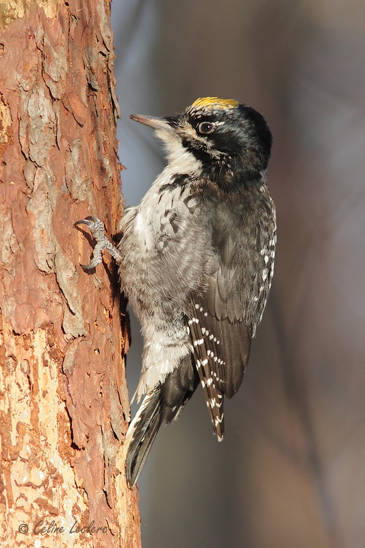 Pic  dos ray_3626 - American Three-toed Woodpecker