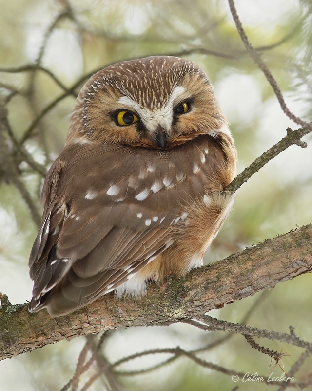 Petite Nyctale_7541 - Northern Saw-whet Owl