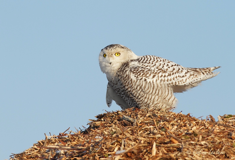 Harfang des neiges_7787 - Snowy Owl