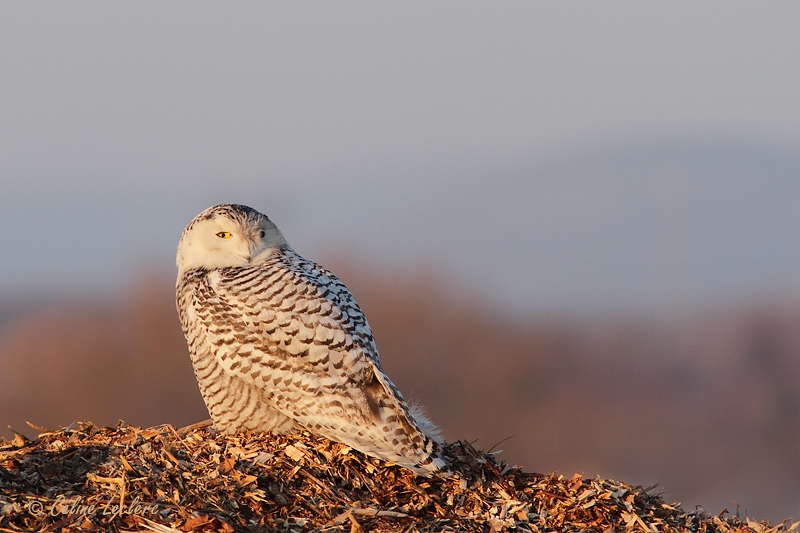 Harfang des neiges_7968 - Snowy Owl