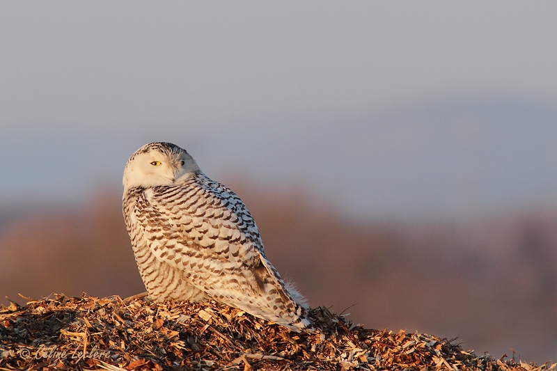 Harfang des neiges_7968 - Snowy Owl