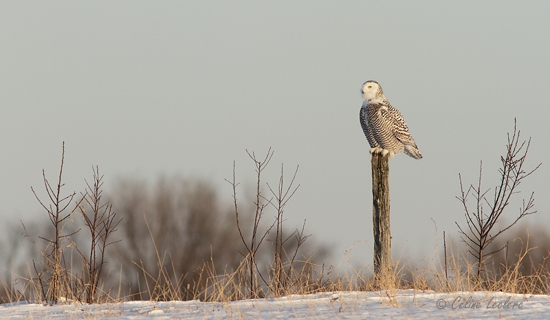 Harfang des neiges_8444 - Snowy Owl